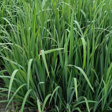 本苗圃长期供应精品水生植物黄菖蒲，量大从优，规格齐全