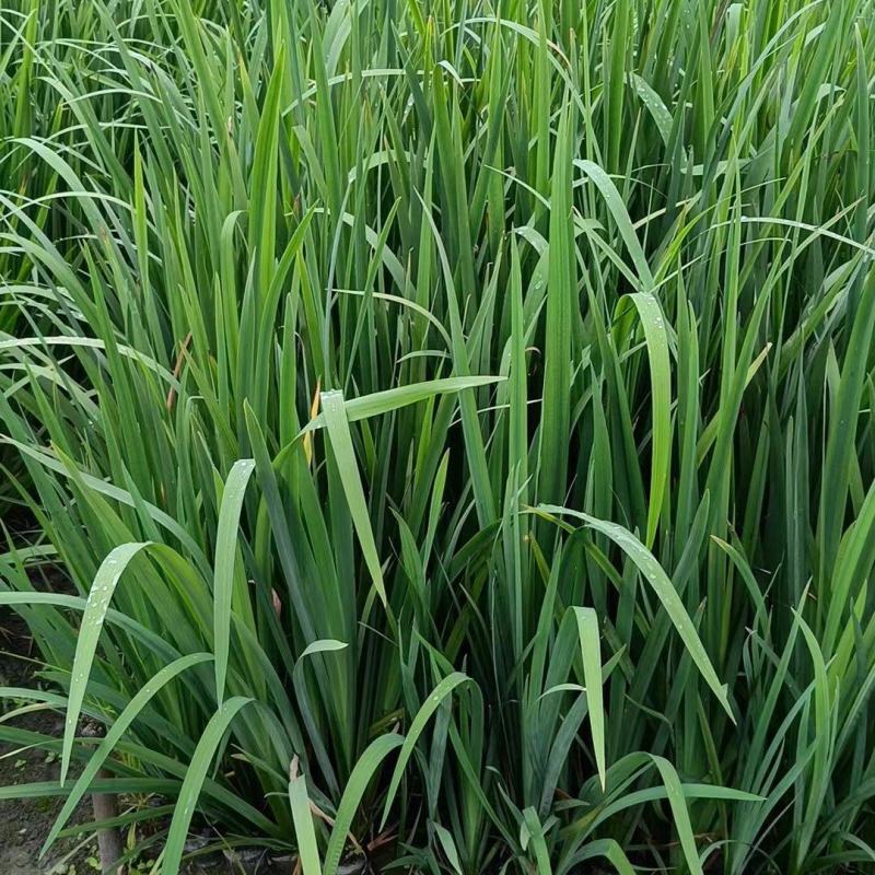 本苗圃长期供应精品水生植物黄菖蒲，量大从优，规格齐全