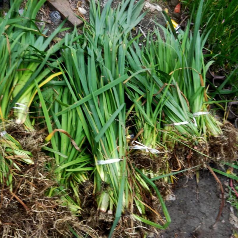 本苗圃长期供应精品水生植物黄菖蒲，量大从优，规格齐全