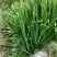 本苗圃长期供应精品水生植物黄菖蒲，量大从优，规格齐全