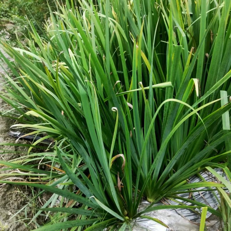 本苗圃长期供应精品水生植物黄菖蒲，量大从优，规格齐全
