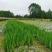 本苗圃长期供应精品水生植物黄菖蒲，量大从优，规格齐全