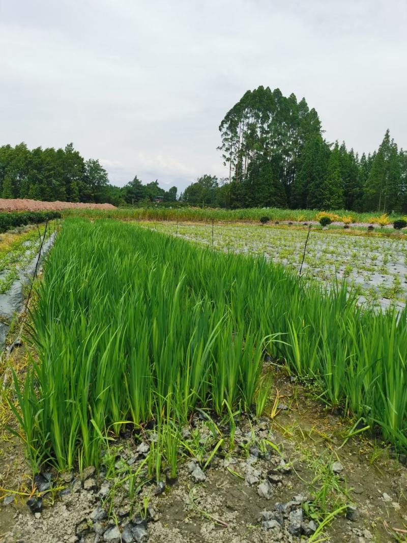 本苗圃长期供应精品水生植物黄菖蒲，量大从优，规格齐全