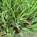 本苗圃长期供应精品水生植物黄菖蒲，量大从优，规格齐全
