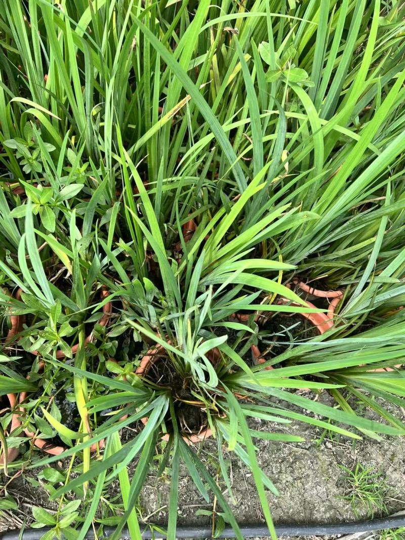 本苗圃长期供应精品水生植物黄菖蒲，量大从优，规格齐全