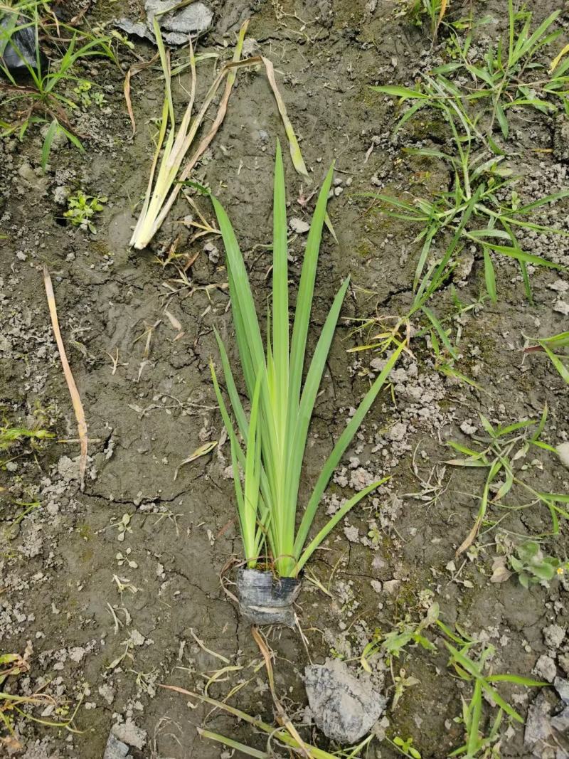 本苗圃长期供应精品水生植物黄菖蒲，量大从优，规格齐全