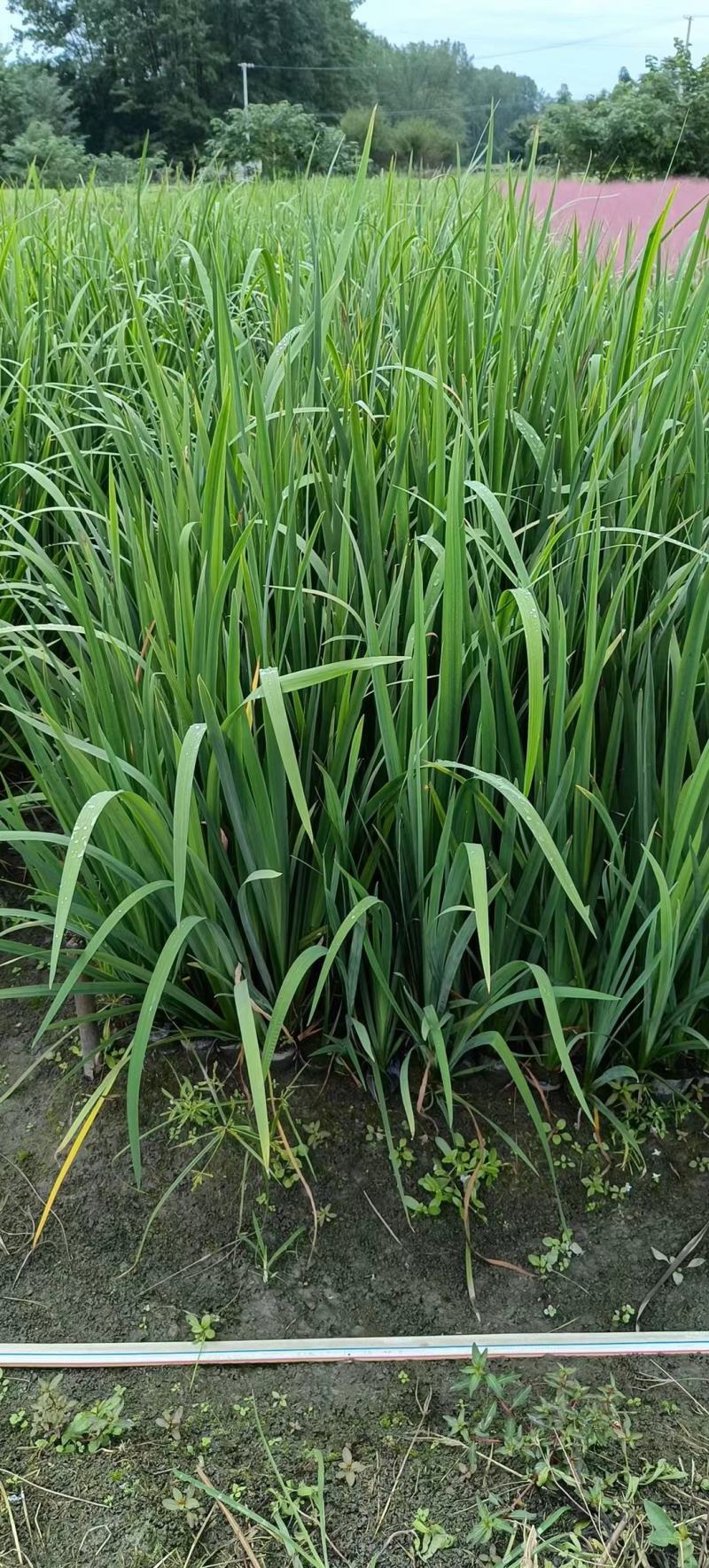 本苗圃长期供应精品水生植物黄菖蒲，量大从优，规格齐全