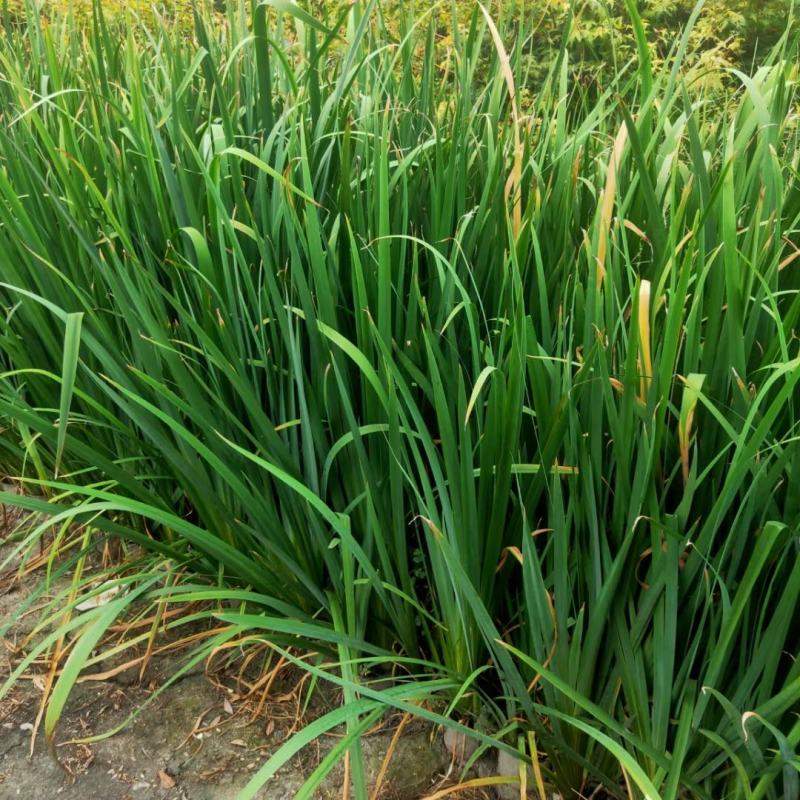 本苗圃长期供应精品水生植物黄菖蒲，量大从优，规格齐全