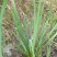 本苗圃长期供应精品水生植物黄菖蒲，量大从优，规格齐全