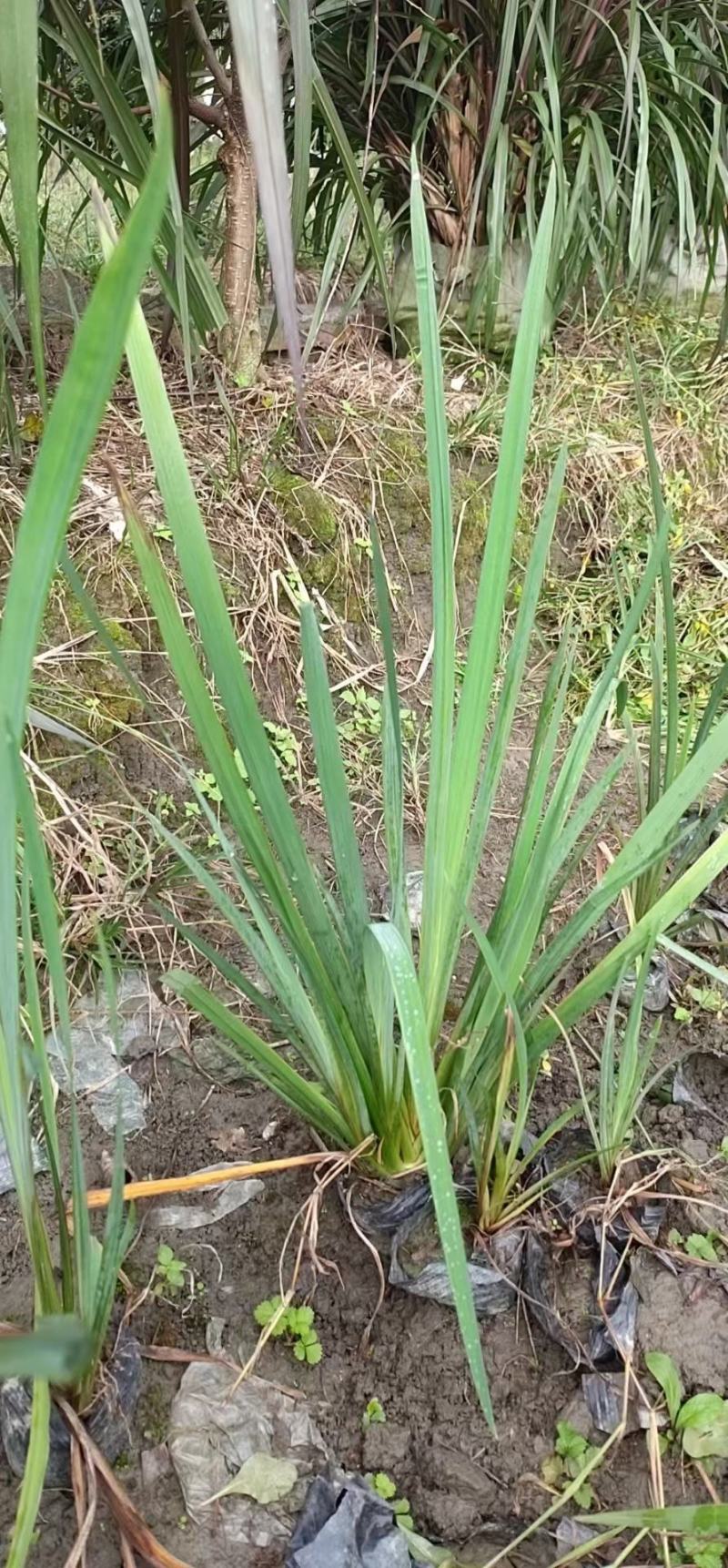 本苗圃长期供应精品水生植物黄菖蒲，量大从优，规格齐全