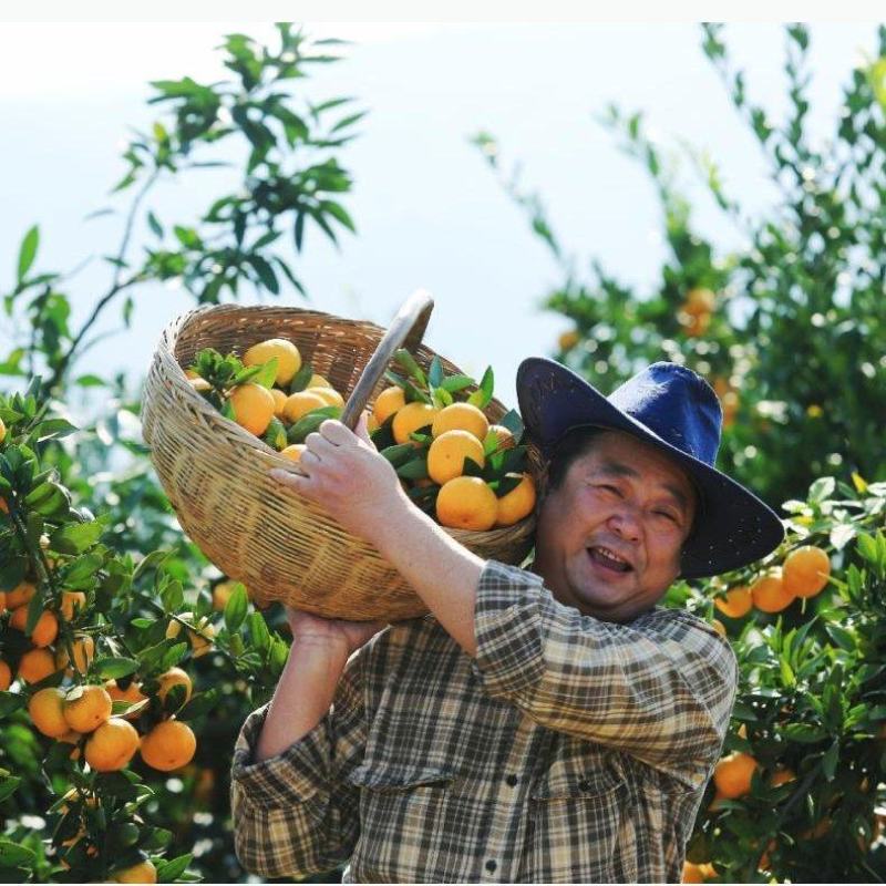 湖北省丹江口市不知火柑桔/蜜橘/产地直销