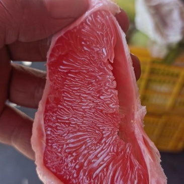 红宝石青柚