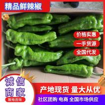 安徽鲜辣椒精品301辣椒大量上市产地一手货源电商货