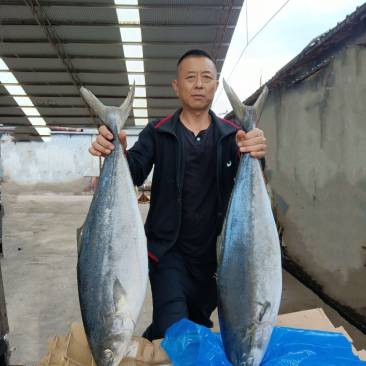 深海黄金鲅鱼大鲅鱼新鲜活冻海鲜批发