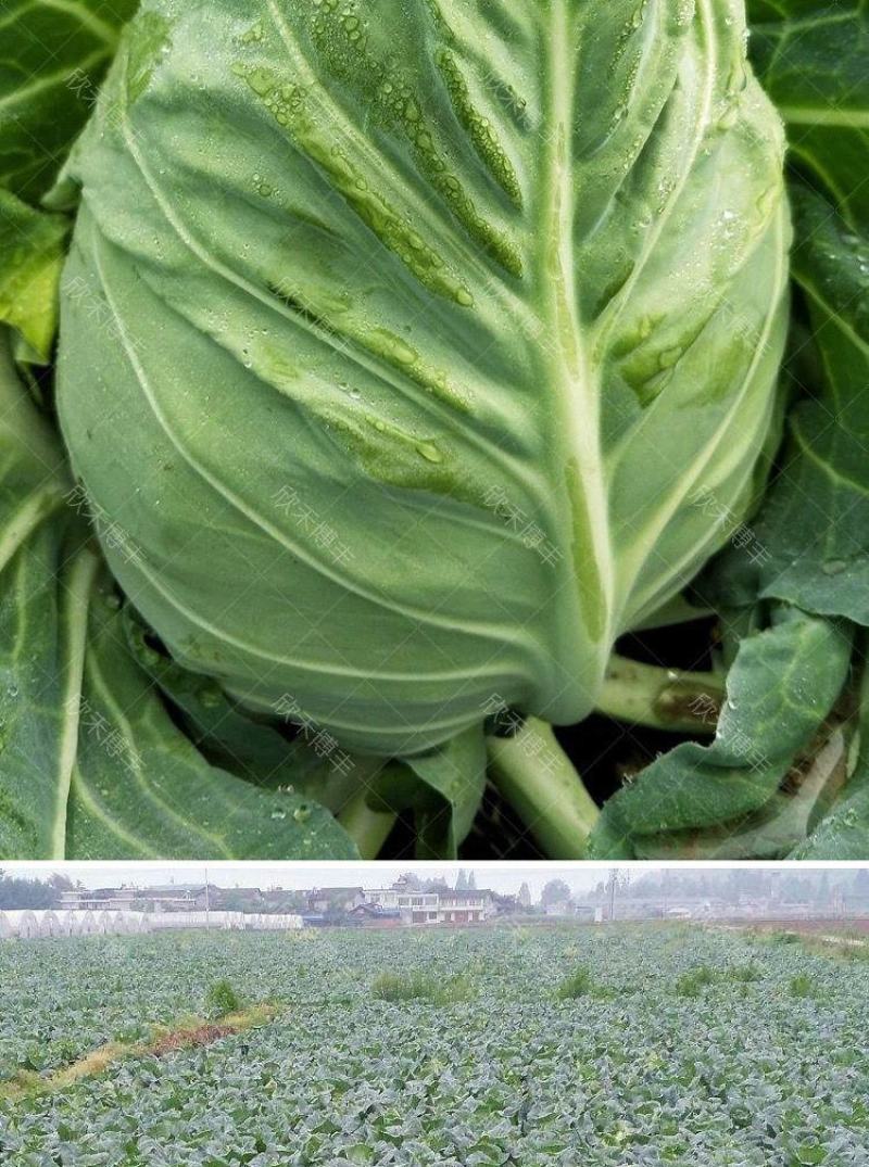 牛心甘蓝甘蓝牛心包大量有货。质量好产地看货，品质好