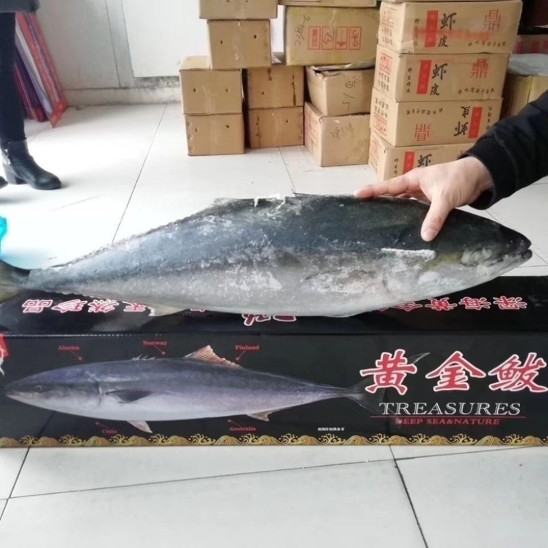 深海黄金鲅鱼大鲅鱼新鲜活冻海鲜批发