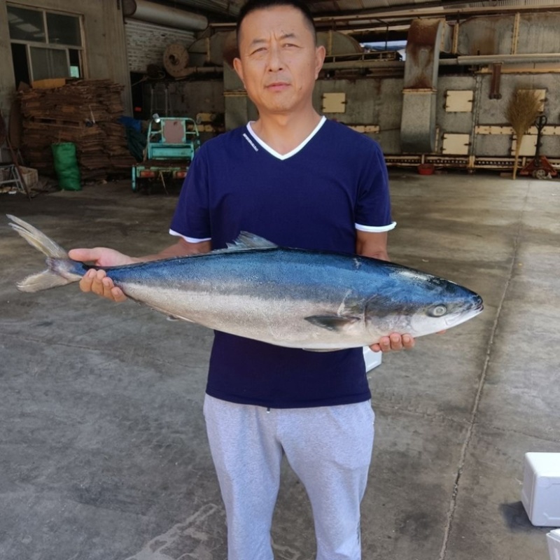 深海黄金鲅鱼大鲅鱼新鲜活冻海鲜批发