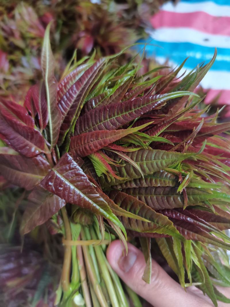 云南山地露天香椿种植产地批发，质量好，价格实惠，货不多。