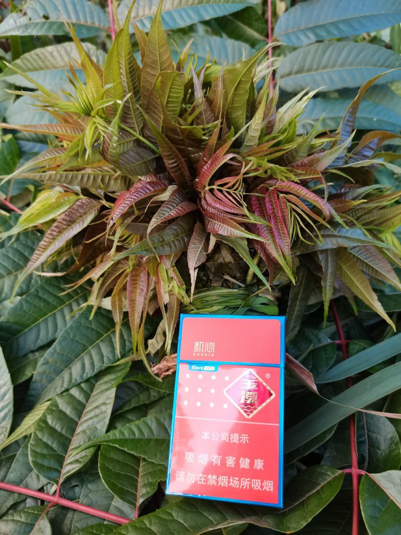 云南山地露天香椿种植产地批发，质量好，价格实惠，货不多。