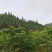 云南山地露天香椿种植产地批发，质量好，价格实惠，货不多。