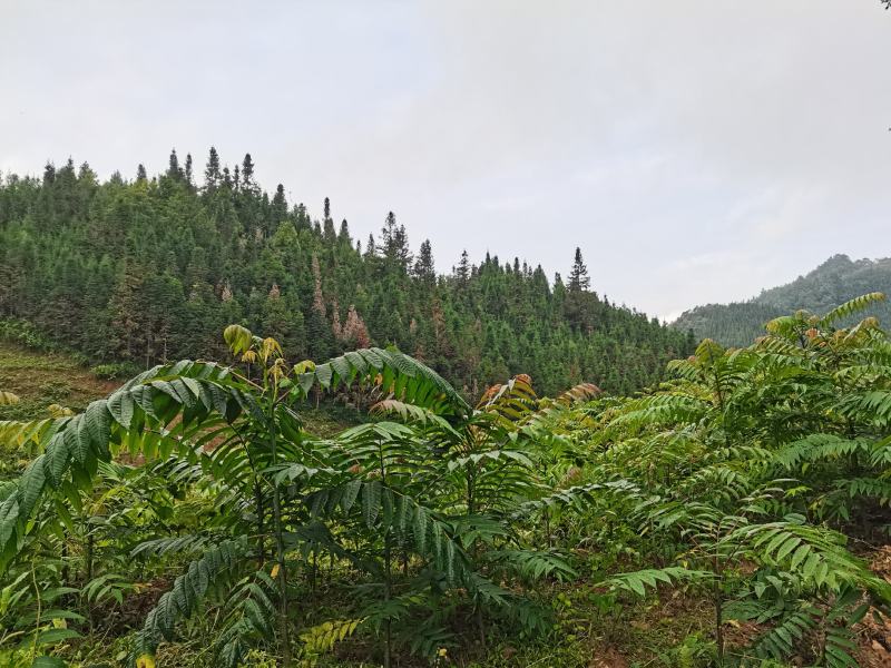 云南山地露天香椿种植产地批发，质量好，价格实惠，货不多。