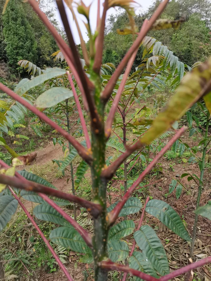 云南山地露天香椿种植产地批发，质量好，价格实惠，货不多。