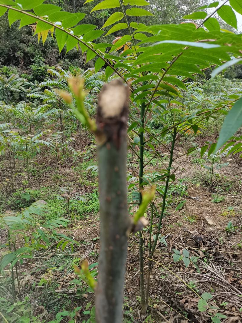 云南山地露天香椿种植产地批发，质量好，价格实惠，货不多。