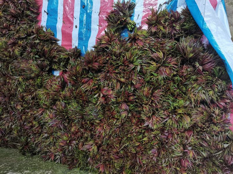 云南山地露天香椿种植产地批发，质量好，价格实惠，货不多。