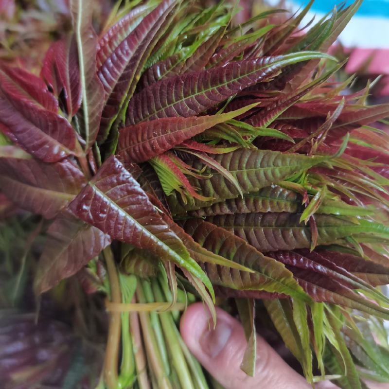 云南山地露天香椿种植产地批发，质量好，价格实惠，货不多。