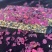 批发【墨红玫瑰花阿胶糕】【西洋参阿胶糕】纯手工制作真材料