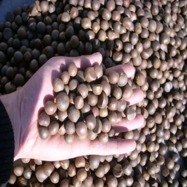 白花油茶树种子茶树种子耐寒茶种子