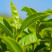 白花油茶树种子茶树种子耐寒茶种子
