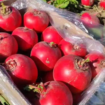 灯笼红萝卜