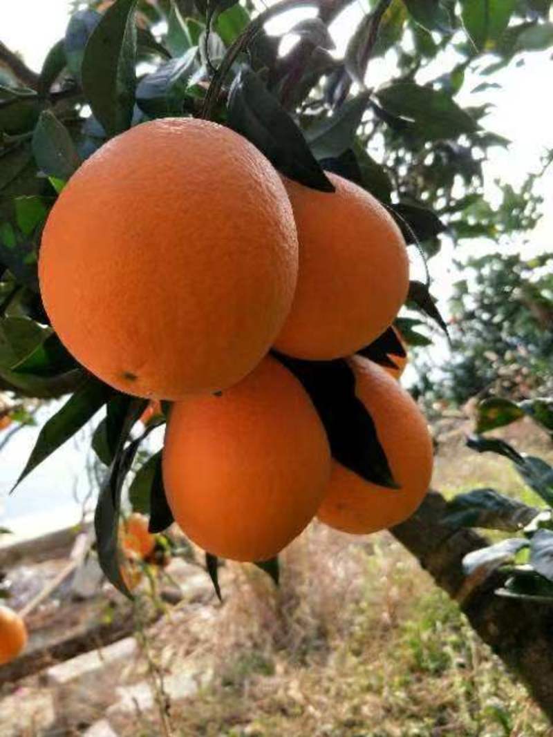 纽荷尔脐橙长虹脐橙基地果园可视频看货发货保质保量