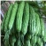 平顶威龙绿苦瓜种子农户种植户专用果实翠绿果肉小果腔小