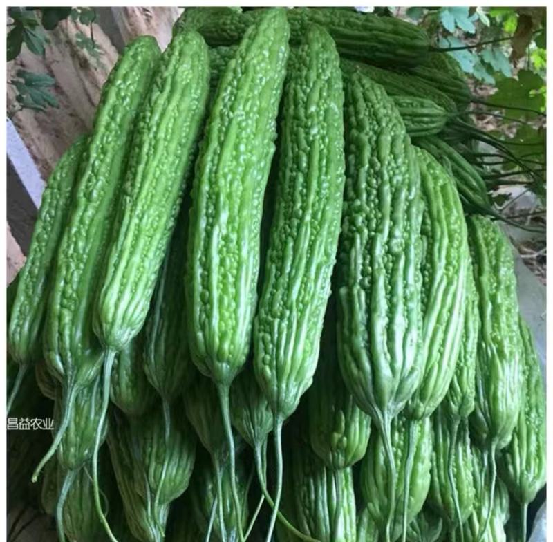 平顶威龙绿苦瓜种子农户种植户专用果实翠绿果肉小果腔小