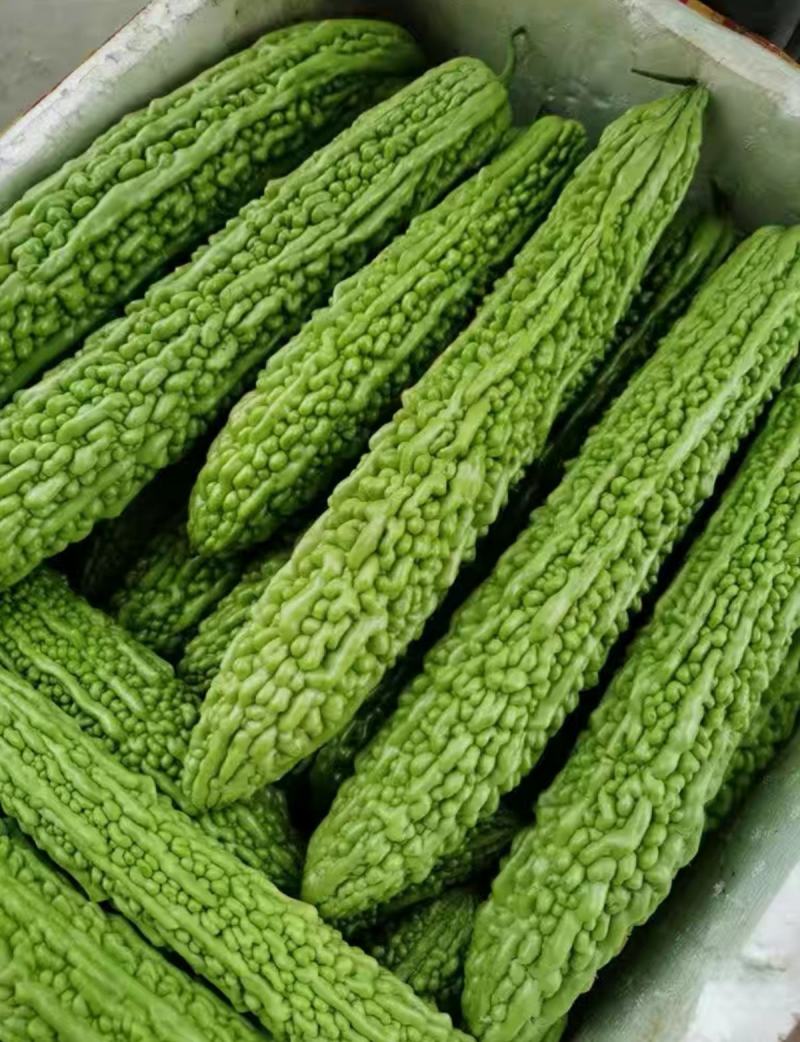 平顶威龙绿苦瓜种子农户种植户专用果实翠绿果肉小果腔小