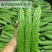 平顶威龙绿苦瓜种子农户种植户专用果实翠绿果肉小果腔小