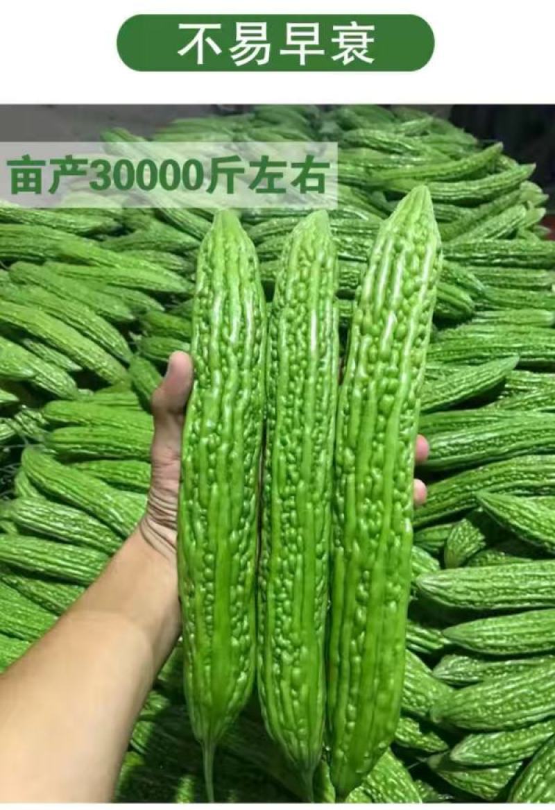 平顶威龙绿苦瓜种子农户种植户专用果实翠绿果肉小果腔小