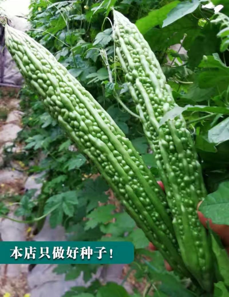 平顶威龙绿苦瓜种子农户种植户专用果实翠绿果肉小果腔小