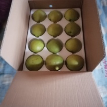 玉露香梨