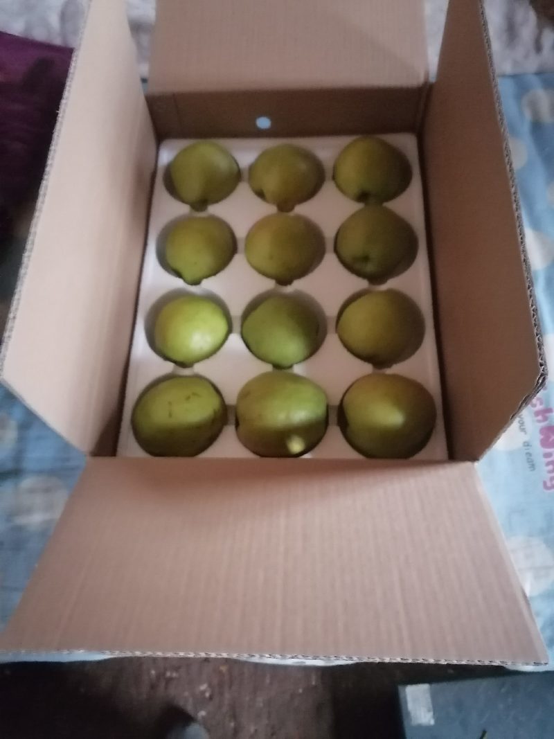 玉露香梨