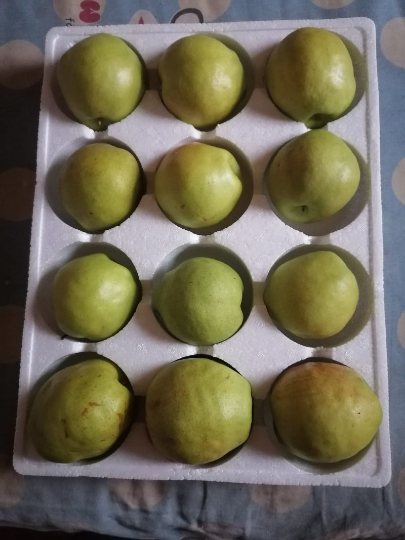 玉露香梨