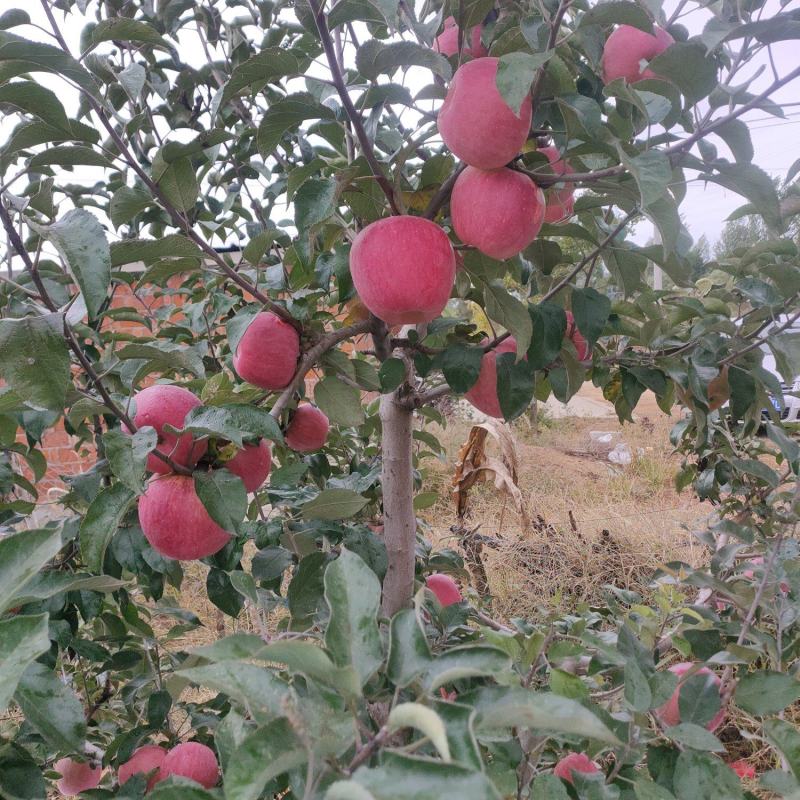 绥中苹果