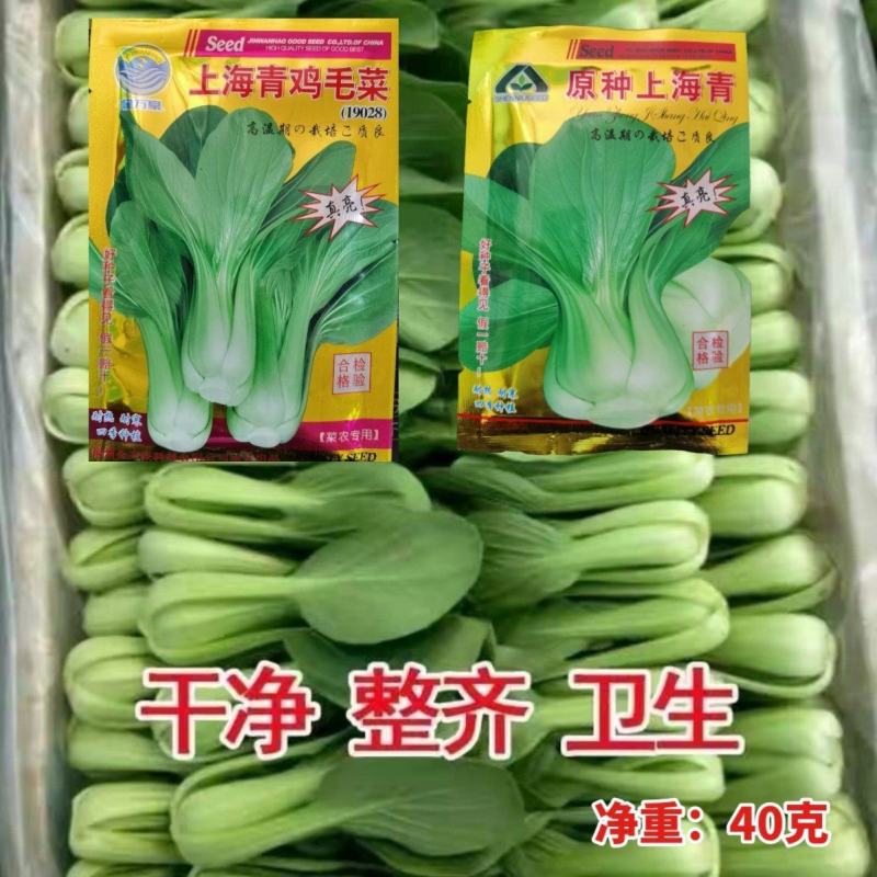 上海鸡毛菜种子小油菜种子农家庭院阳台种植蔬菜种子