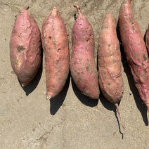 烟薯25号安徽产区红心红皮新鲜现挖红薯自己种植