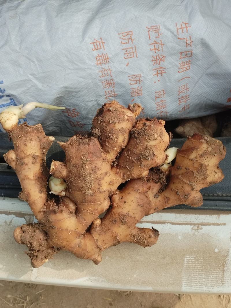 莱芜区生产地批发