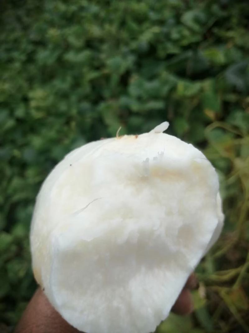 土瓜