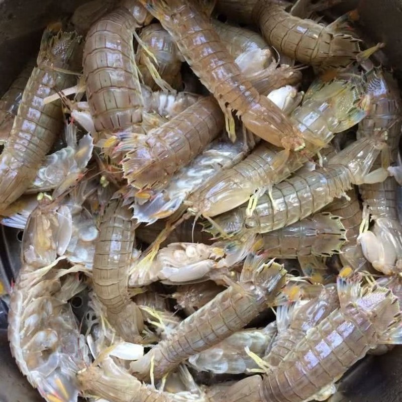皮皮虾，虾姑，濑尿虾