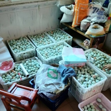 绿壳鸡蛋